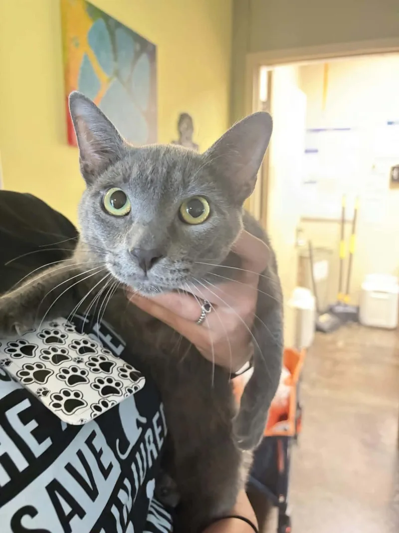 An adult small-sized male Domestic Short Hair cat named Ilya for adoption in Rockwall, TX