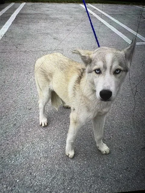 A young medium-sized male Siberian Husky dog named Whip for adoption in Miami, FL
