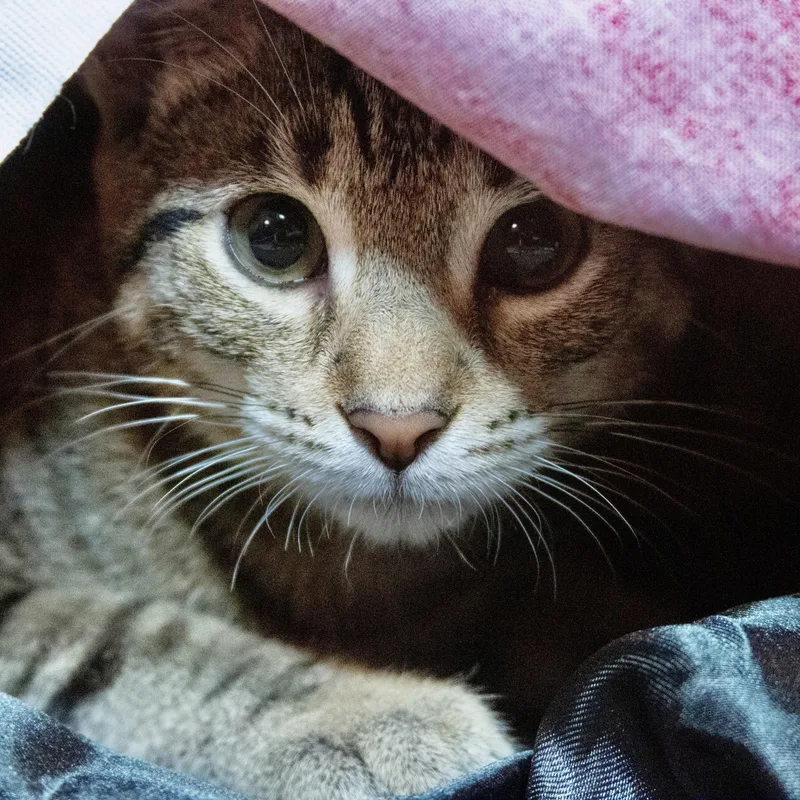 Willow thumbnail 2