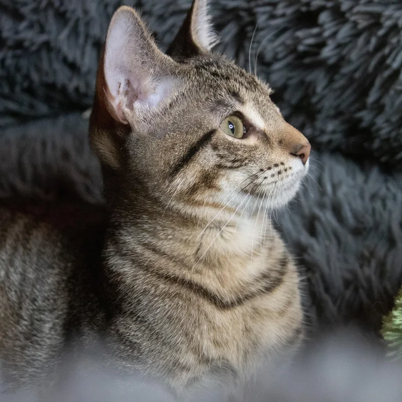 Willow thumbnail 5