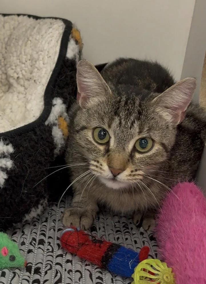 An adult medium-sized female Domestic Short Hair cat named Chardonnay for adoption in Cuyahoga Falls, OH
