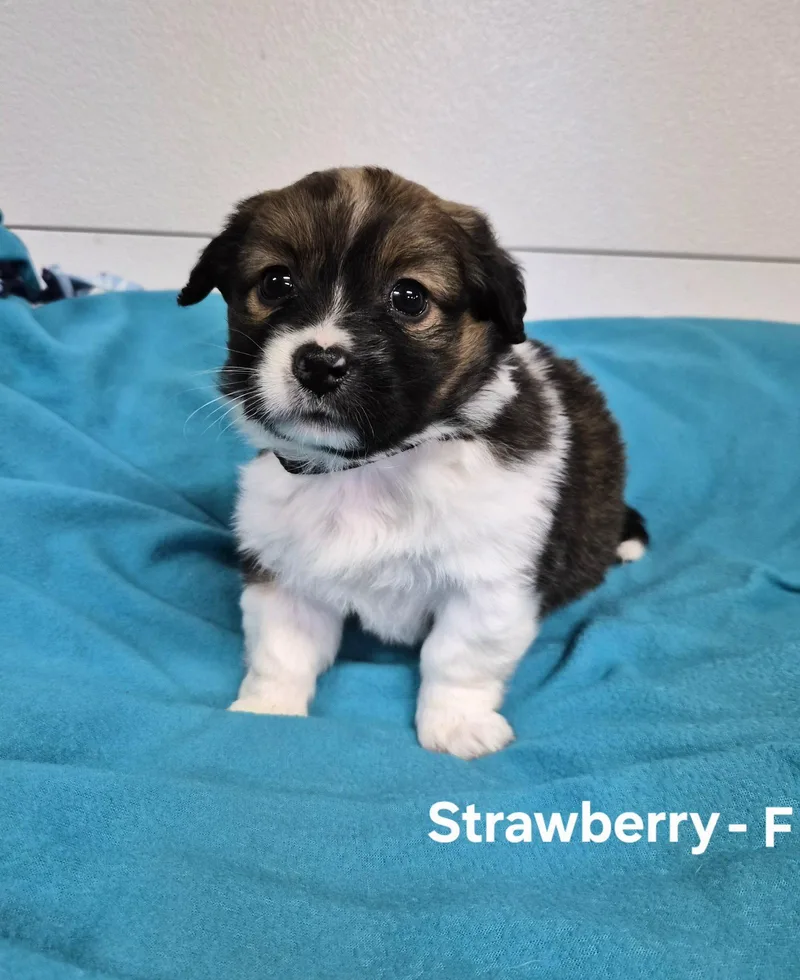 A baby medium-sized female Australian Shepherd dog named Strawberry for adoption in Hillside, IL