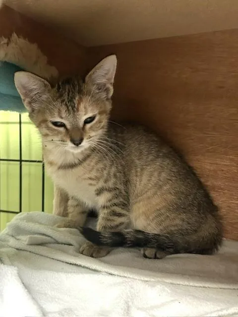 A baby small-sized female Domestic Short Hair cat named Aphra for adoption in Muskegon, MI