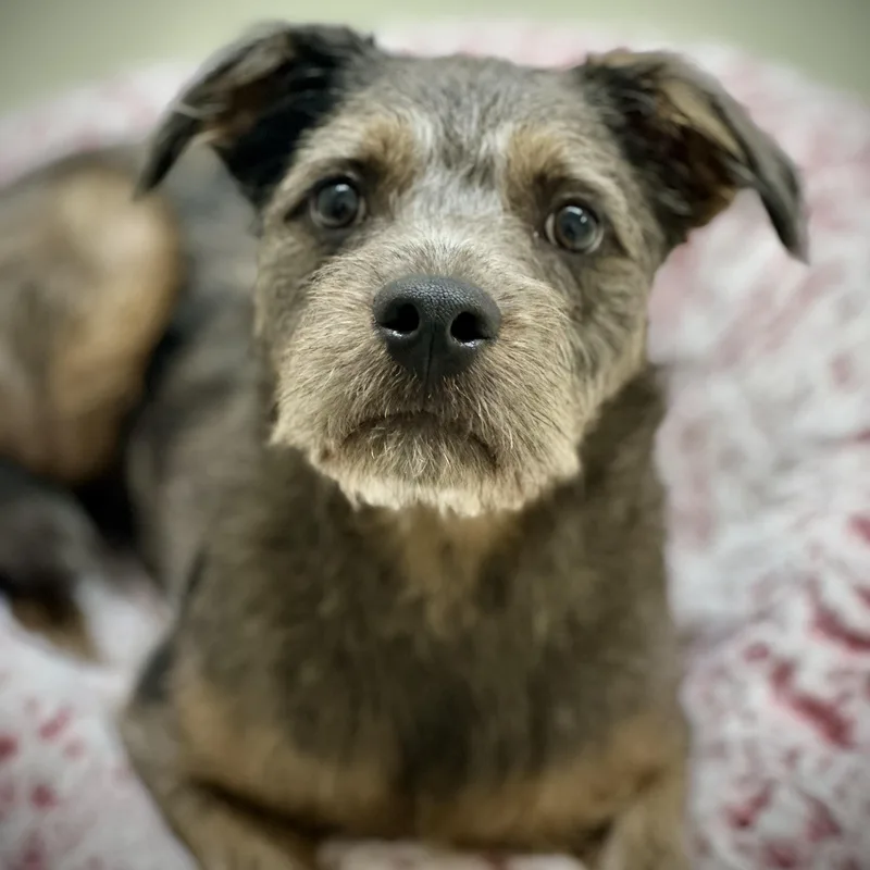 A young medium-sized male Merle (Blue) Terrier dog named Louis for adoption in Columbia, MD