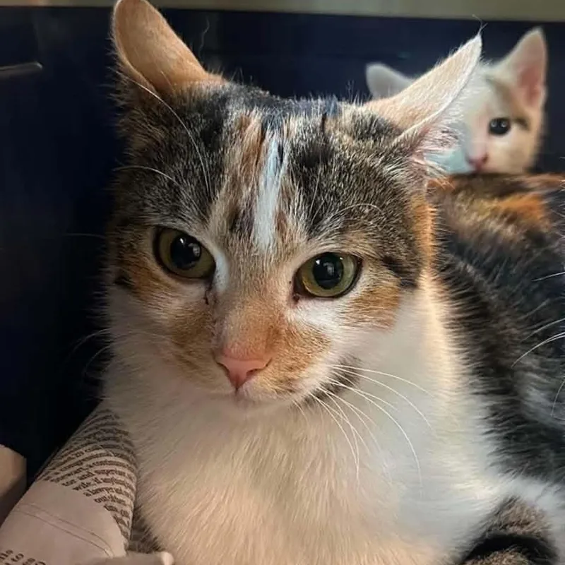 A young small-sized female American Shorthair cat named Waffles for adoption in Danbury, CT