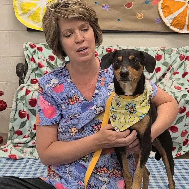 An adult small-sized male Bicolor Miniature Pinscher dog named Lasagna for adoption in Woolwich, ME