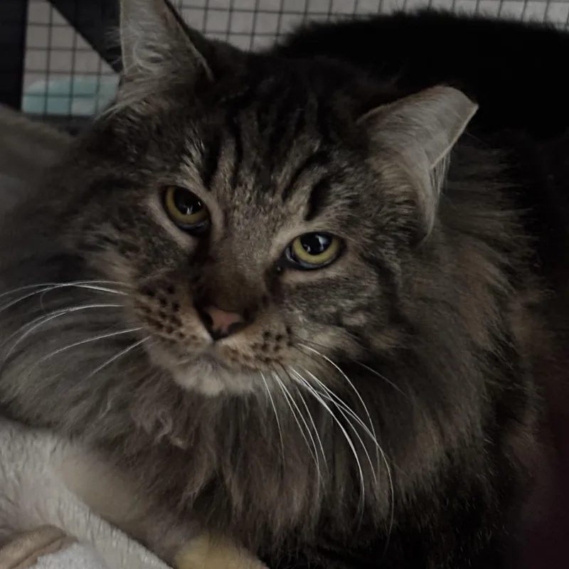 Prince & Elvis thumbnail 2