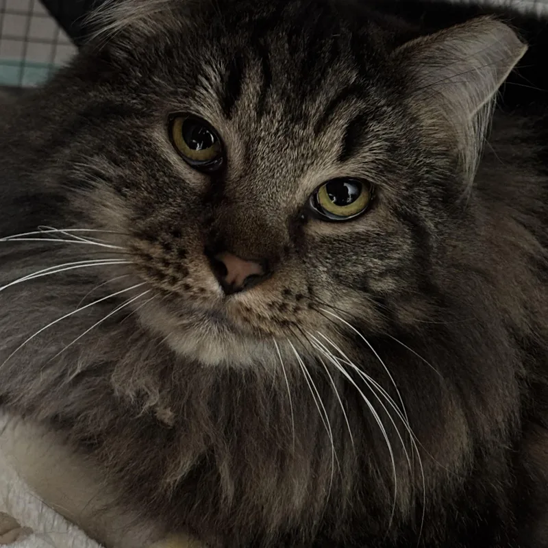 Prince & Elvis thumbnail 3