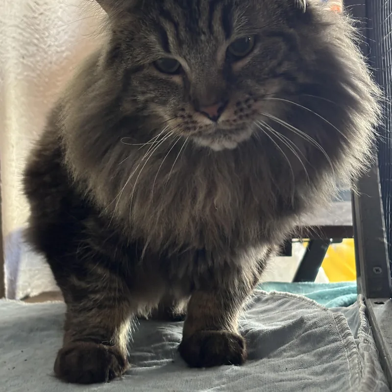 Prince & Elvis thumbnail 4