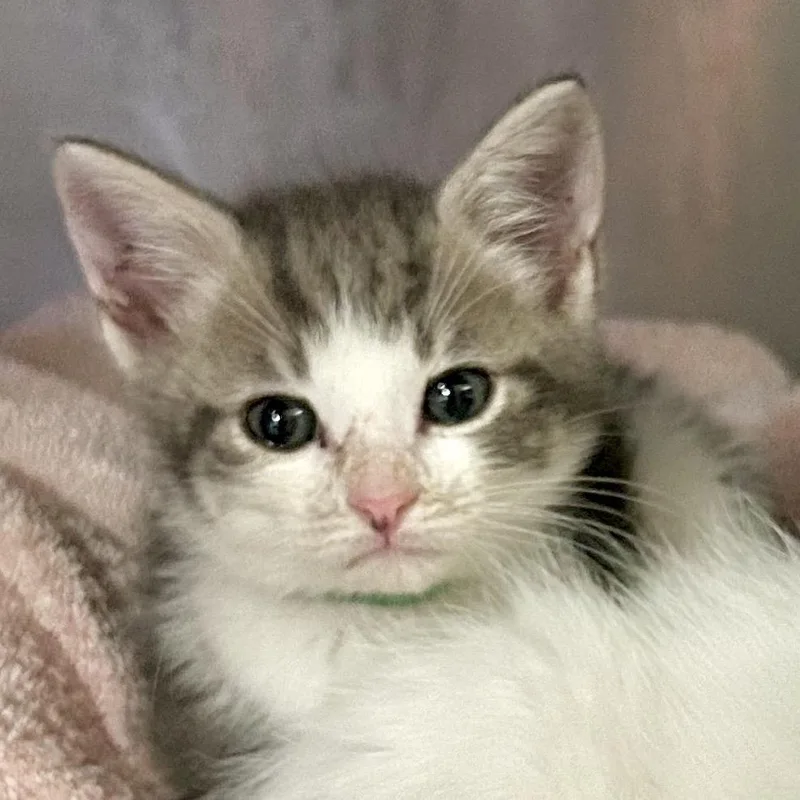 A baby small-sized male Gray / Blue / Silver Domestic Short Hair cat named Milo for adoption in San Gabriel, CA
