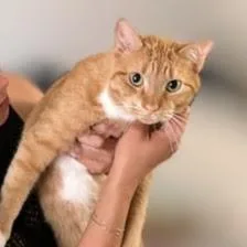 Milo thumbnail 5