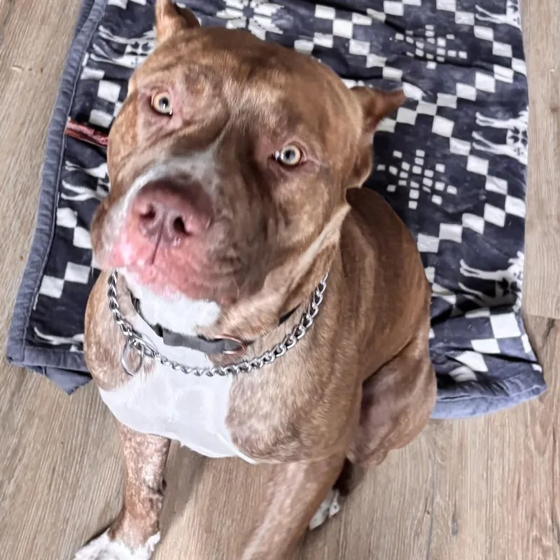 A young medium-sized male Pit Bull Terrier dog named Zeus for adoption in Richboro, PA