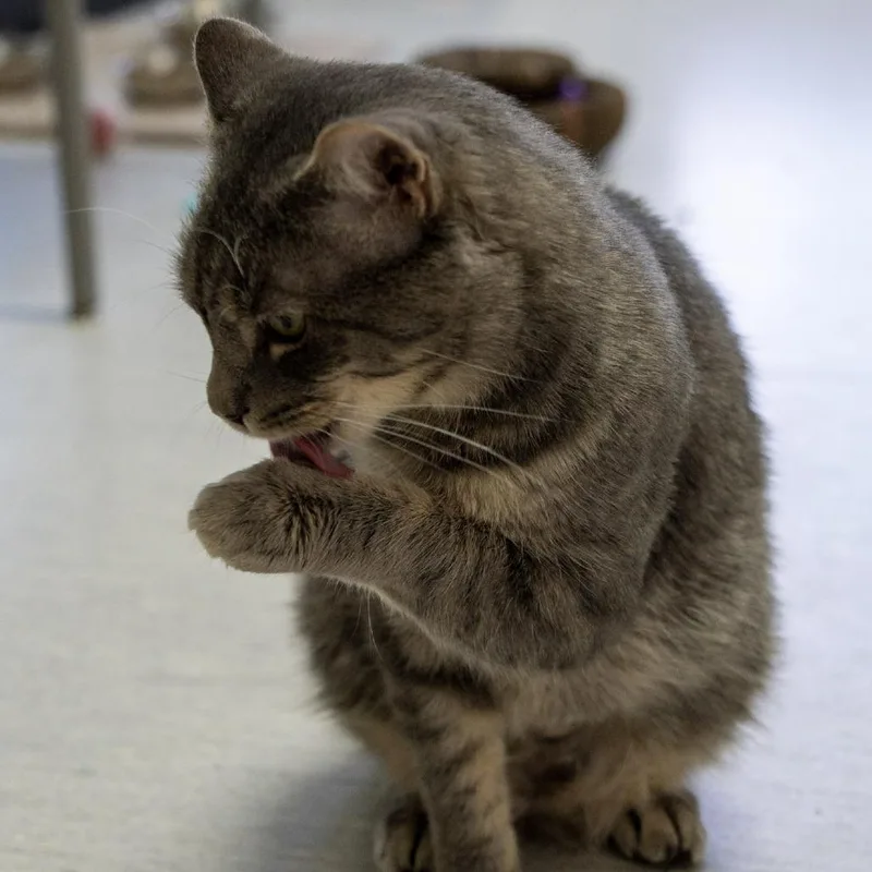 An adult large-sized male Gray / Blue / Silver Domestic Short Hair cat named Ocean for adoption in Elizabeth City, NC