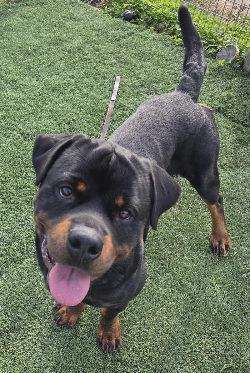 A young large-sized male Black Rottweiler dog named Javi for adoption in Oswego, IL