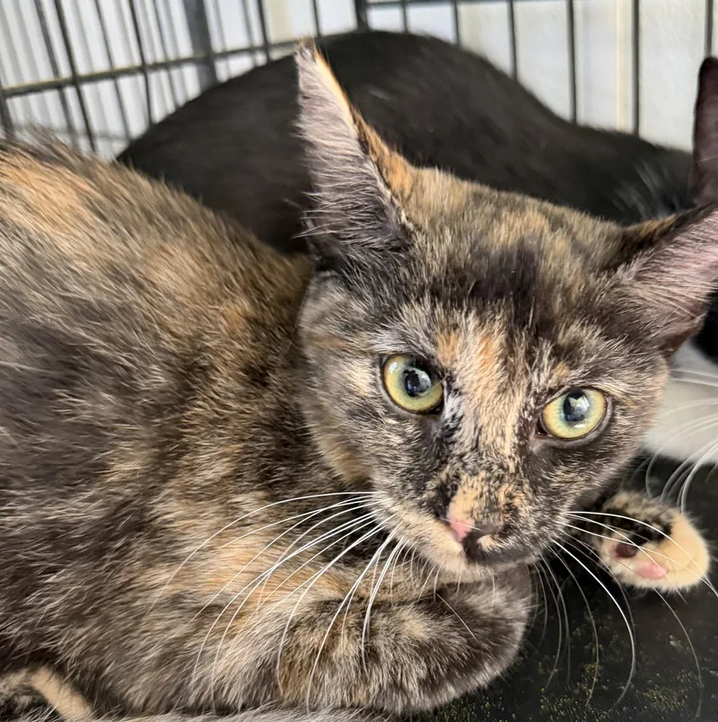 A baby medium-sized female Domestic Short Hair cat named Star for adoption in Deming, NM