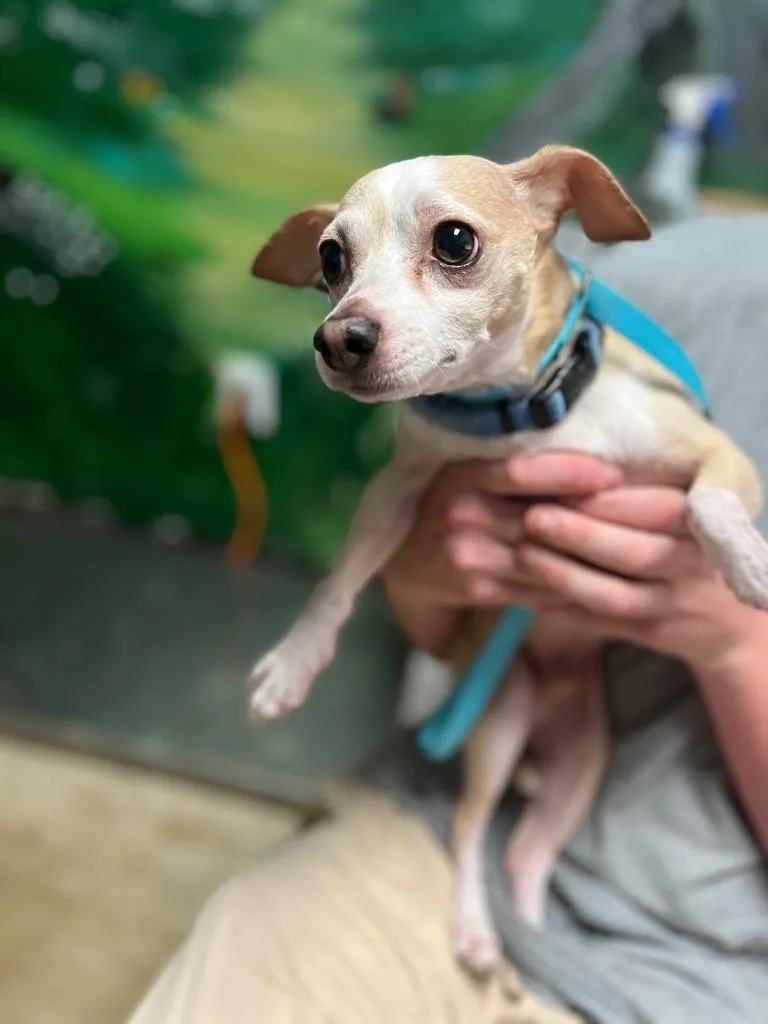 An adult small-sized male Chihuahua dog named Chi for adoption in New Braunfels, TX