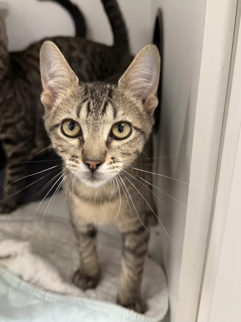 A young medium-sized male Domestic Short Hair cat named Flufflet for adoption in Satellite Beach, FL