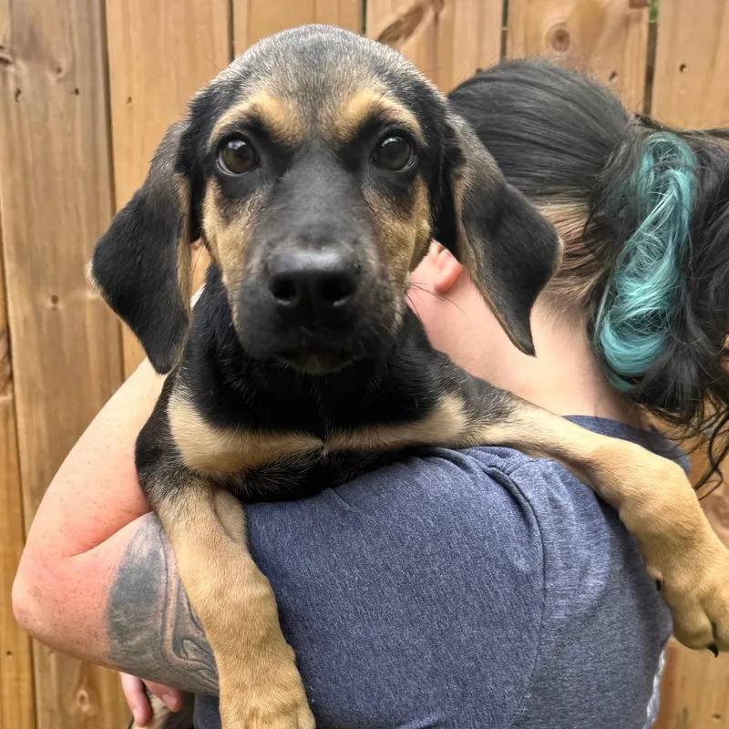 A baby small-sized female Black Mixed Breed dog named Lydia for adoption in Fredericksburg, VA