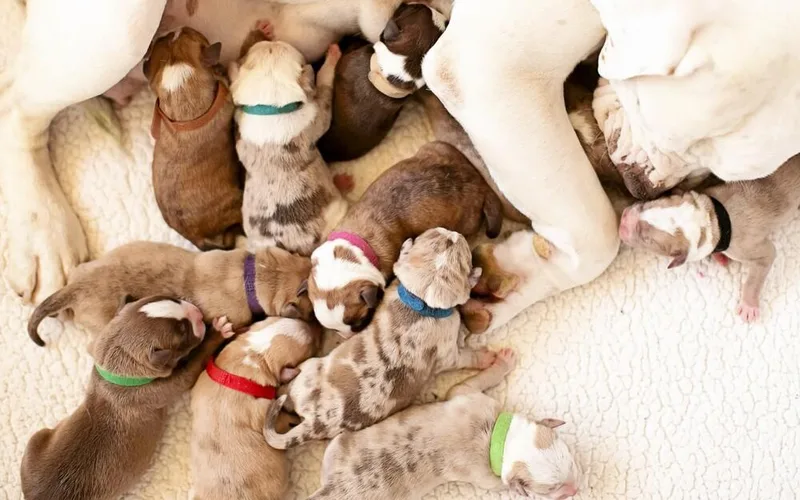 Mama Moo & Puppies thumbnail 2