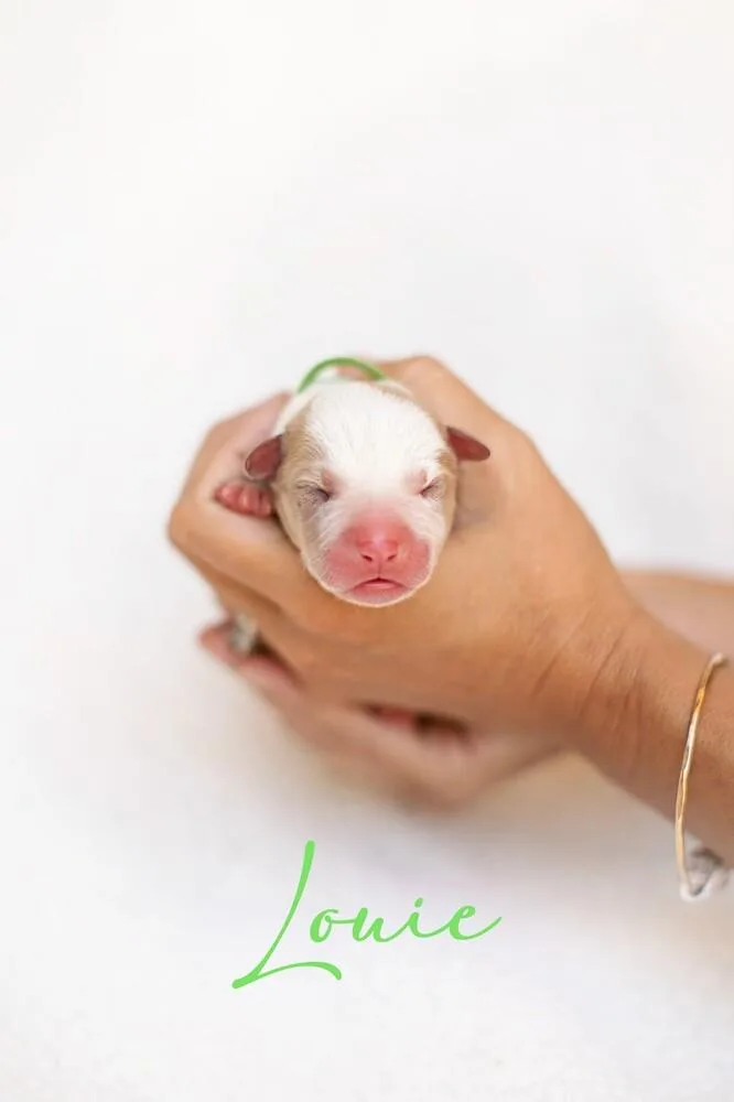 Mama Moo & Puppies thumbnail 3