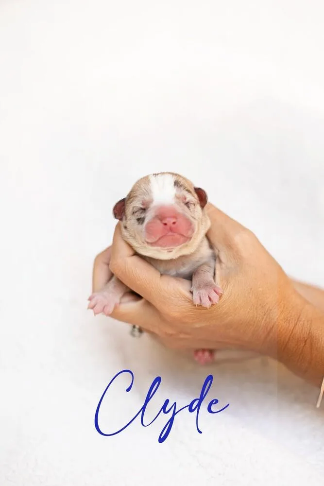 Mama Moo & Puppies thumbnail 4