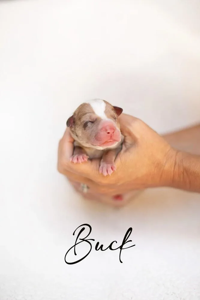 Mama Moo & Puppies thumbnail 5