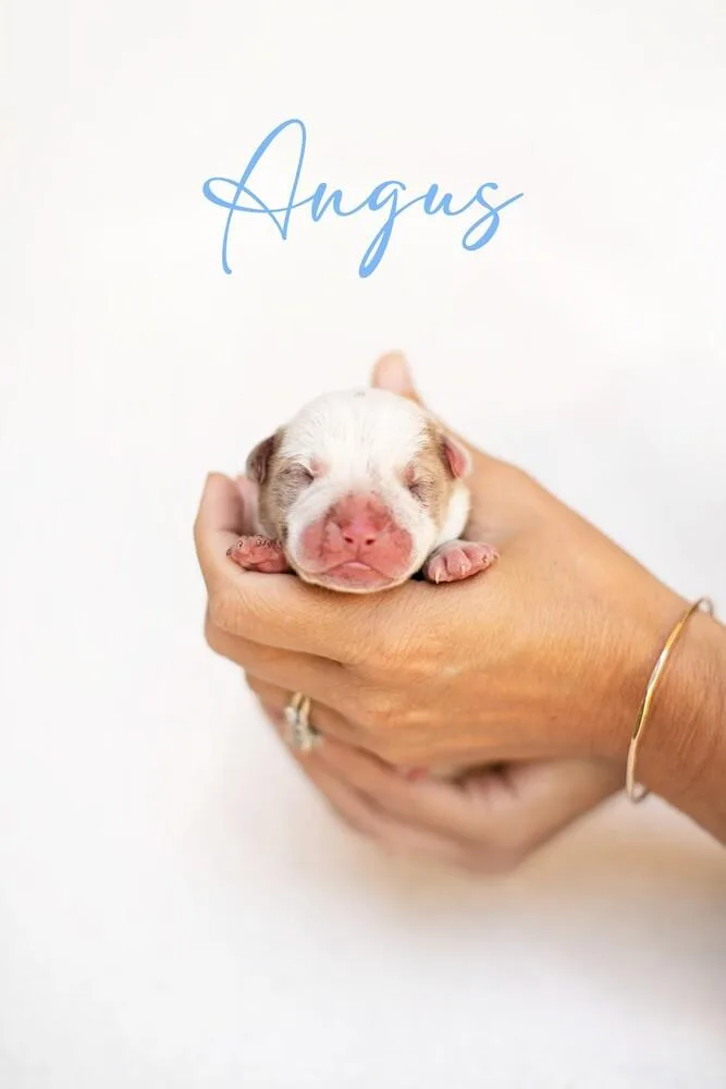 Mama Moo & Puppies thumbnail 6
