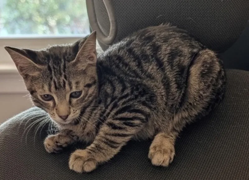 A baby small-sized male Domestic Short Hair cat named Jiggy for adoption in Fort Myers, FL