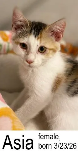 A baby medium-sized female Domestic Short Hair cat named Asia for adoption in Ocean Isle Beach, NC