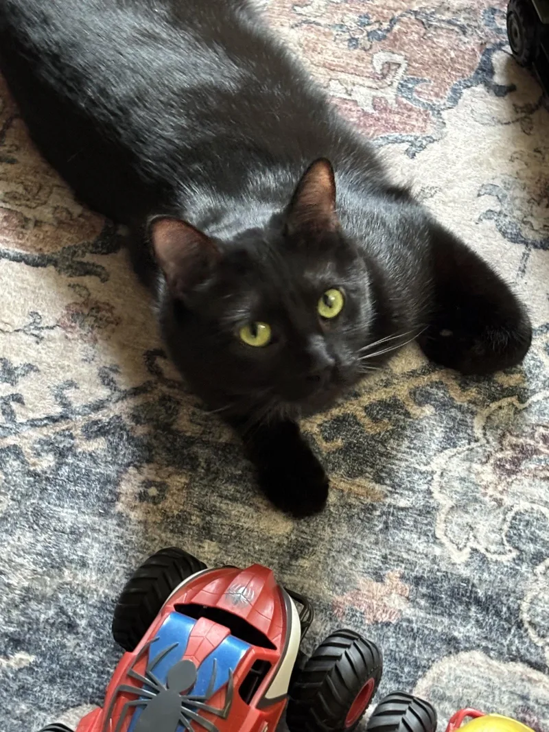 An adult medium-sized male American Shorthair cat named Jasper for adoption in Arlington, TX