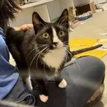 An adult small-sized female Black & White / Tuxedo Domestic Short Hair cat named Midge for adoption in Hilliard, OH