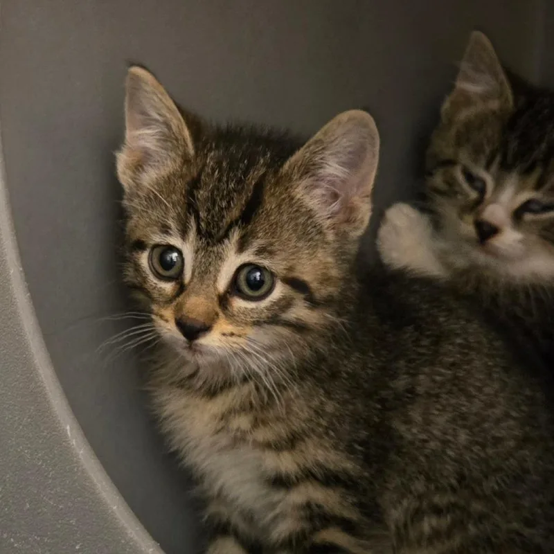 A baby small-sized female Brown / Chocolate Domestic Short Hair cat named Violet for adoption in Waukesha, WI