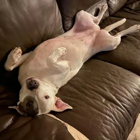 An adult large-sized female Pit Bull Terrier dog named Penny  a Soft for adoption in Houston, TX