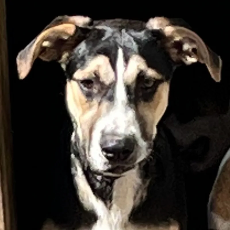A baby medium-sized male Tricolor (Brown, Black, & White) Mixed Breed dog named Bowser for adoption in Magnolia, TX