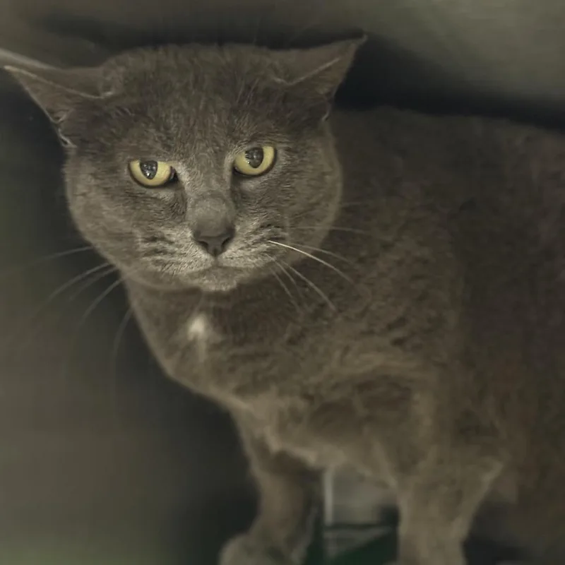An adult large-sized male Black Domestic Short Hair cat named Soot for adoption in Windsor, VA