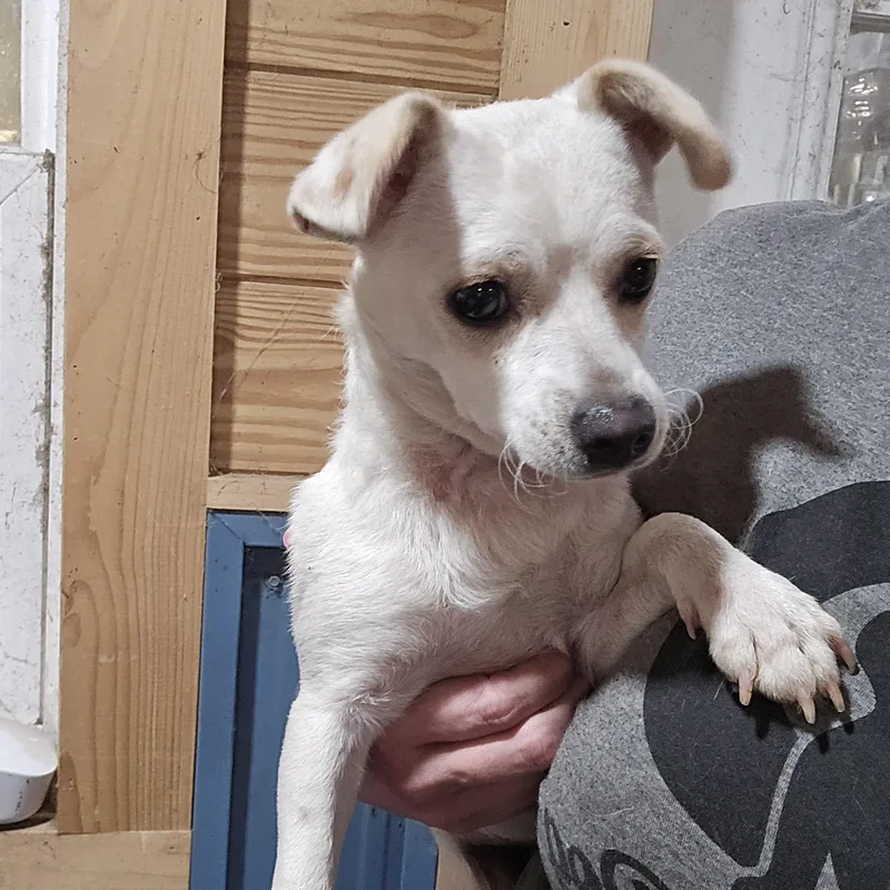 A young small-sized female White / Cream Chihuahua dog named Winnie for adoption in Athens, AL