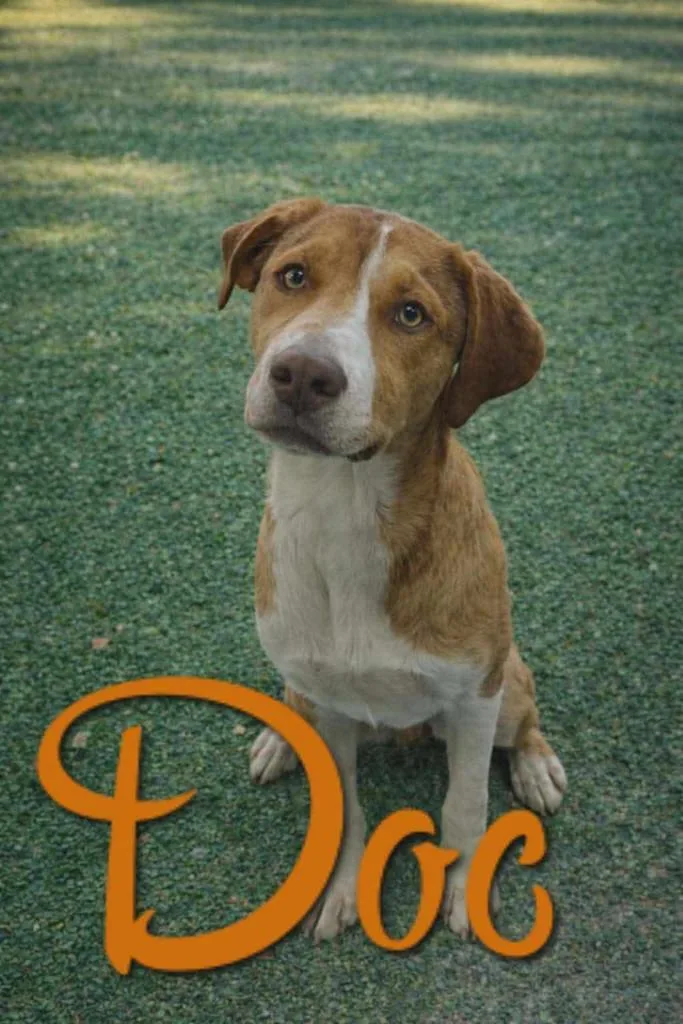 A young medium-sized male Hound dog named Doc for adoption in Livingston, LA