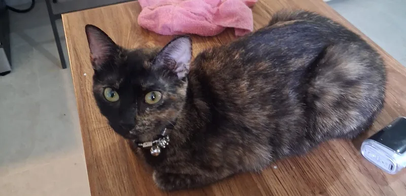 An adult medium-sized female Tortoiseshell Domestic Short Hair cat named Luna for adoption in Bardstown, KY
