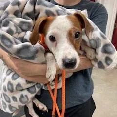 An adult small-sized male White / Cream Jack Russell Terrier dog named YORKStray for adoption in York, PA