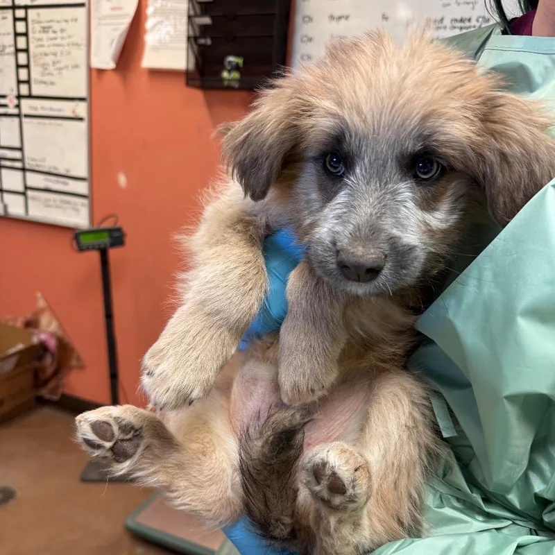 A baby small-sized female Brown / Chocolate Terrier dog named Tinkerbell for adoption in Flagstaff, AZ