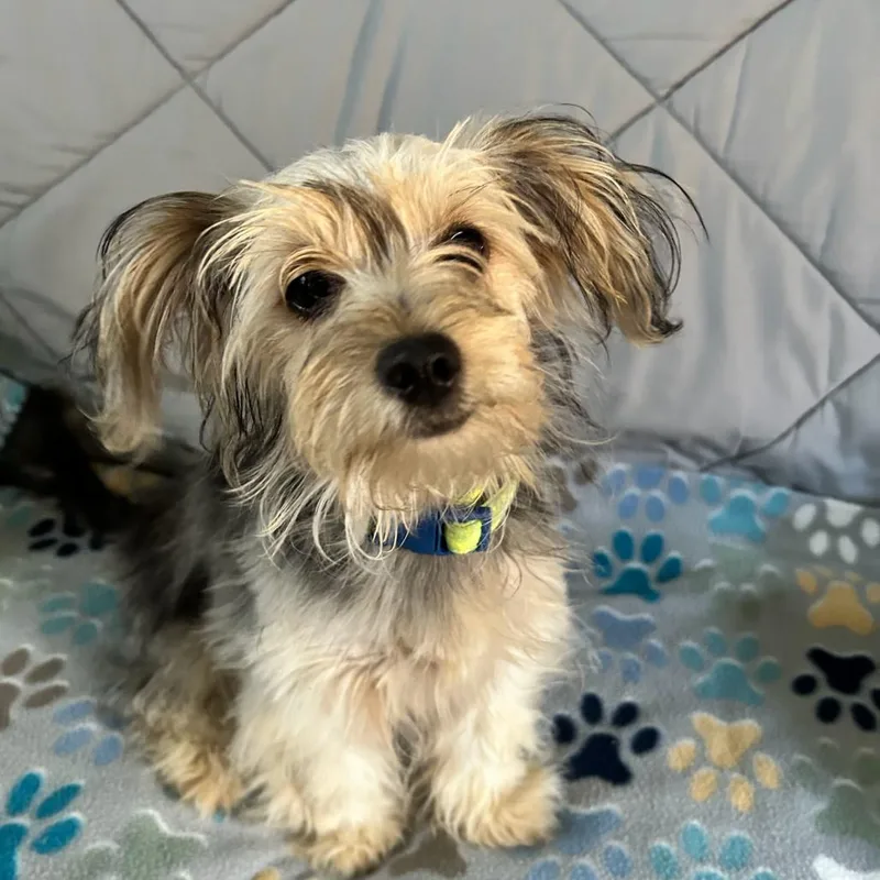 A baby small-sized male Brown / Chocolate Yorkshire Terrier dog named Barley for adoption in New Orleans, LA