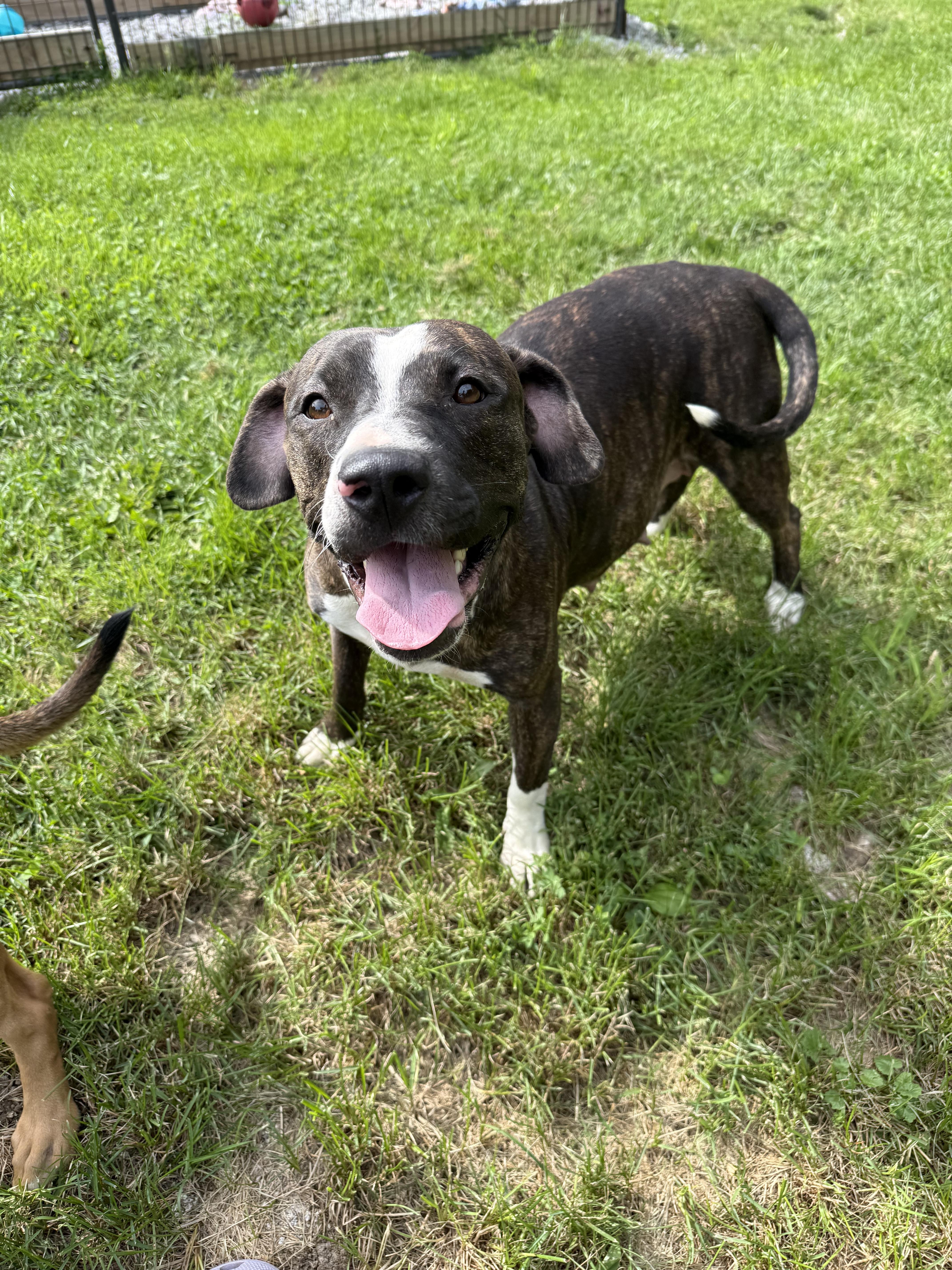 A young large-sized female Pit Bull Terrier dog named Mojo for adoption in Stahlstown, PA