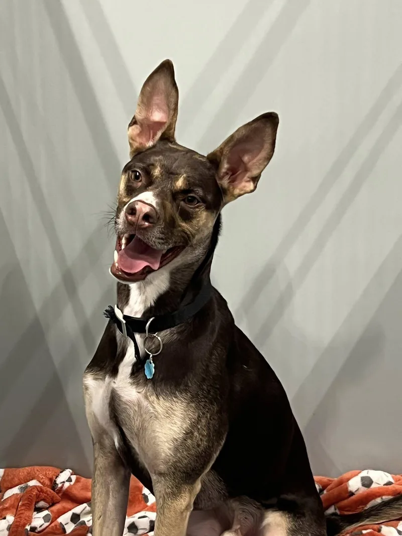 An adult medium-sized male Mixed Breed dog named Buck for adoption in Davenport, IA