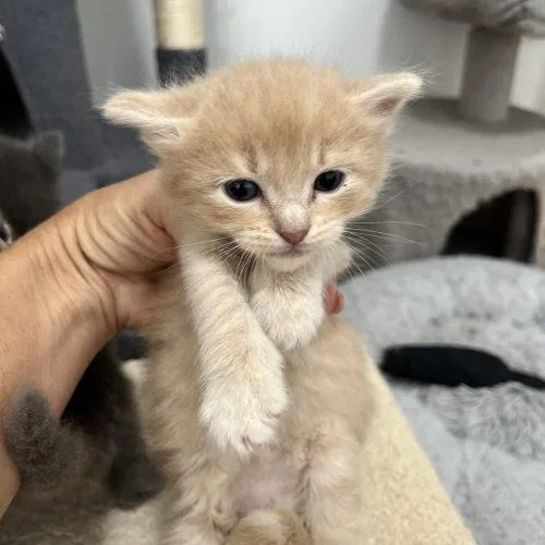 A baby small-sized female Buff / Tan / Fawn Domestic Long Hair cat named Perch for adoption in Paulina, LA