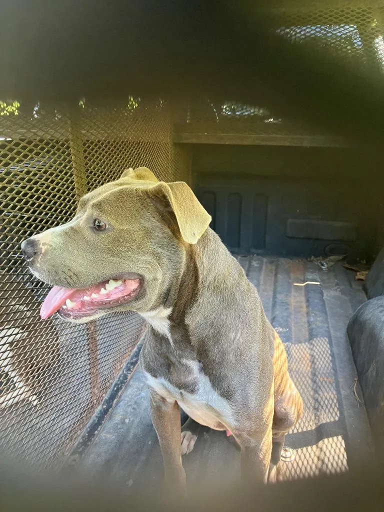 A young large-sized male American Staffordshire Terrier dog named Harley for adoption in Chickamauga , GA