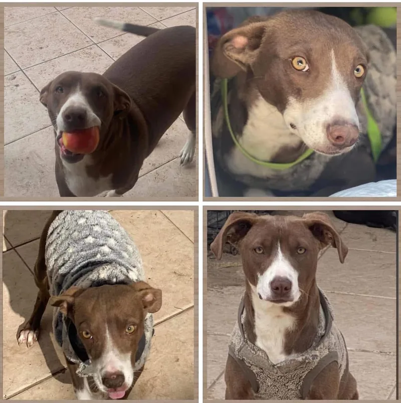 A young medium-sized male Brown / Chocolate Pit Bull Terrier dog named Benny for adoption in El Paso, TX