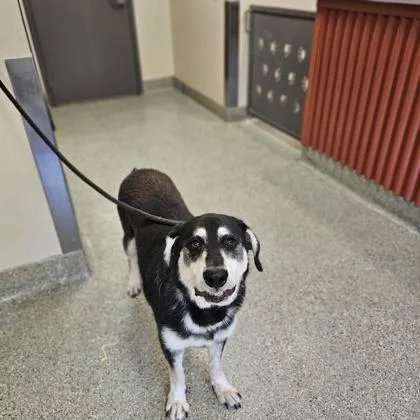Roscoe