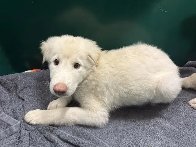 A baby small-sized male Great Pyrenees dog named Jon for adoption in Houston, TX