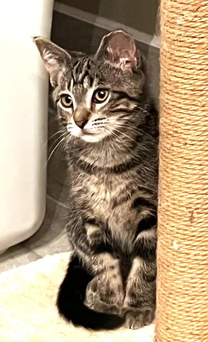 A baby medium-sized male Tabby (Gray / Blue / Silver) Tabby cat named Herb for adoption in Ypsilanti, MI