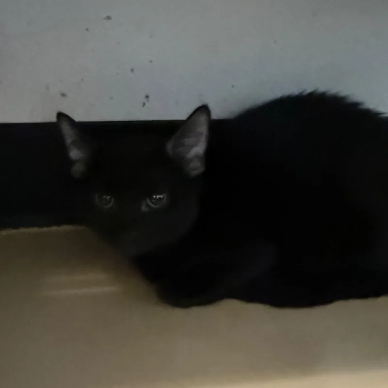 A baby small-sized male Black Domestic Short Hair cat named Scotty  Chino Hills for adoption in Chino Hills, CA